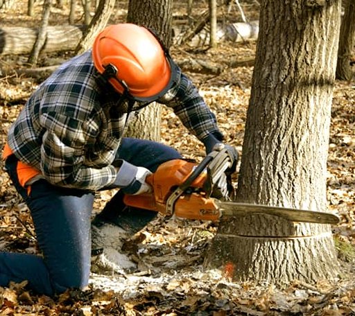 Tree Removal in Sebastopol, MS
